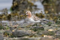 Glenelg River Mouth and Livingstone Island